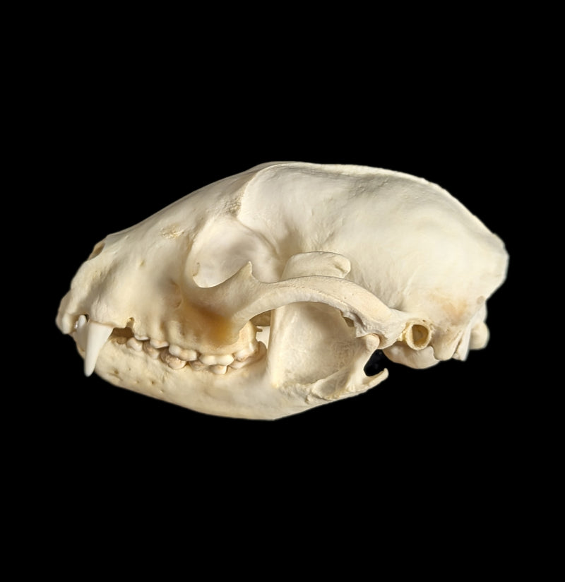 Raccoon Skull-Skulls-White Fox Fur & Feather-PaxtonGate