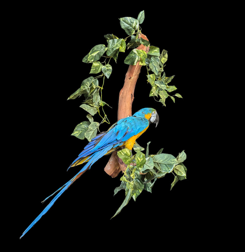 Blue and Yellow Taxidermy Macaw Mount-Taxidermy-Kevin Triolo Taxidermy-PaxtonGate