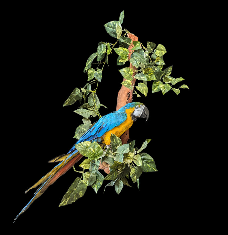 Blue and Yellow Taxidermy Macaw Mount-Taxidermy-Kevin Triolo Taxidermy-PaxtonGate