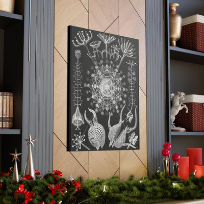 "Phaeodaria Rohrstrahlinge" By Ernst Haeckel Canvas Gallery Wraps-Canvas-Printify-PaxtonGate