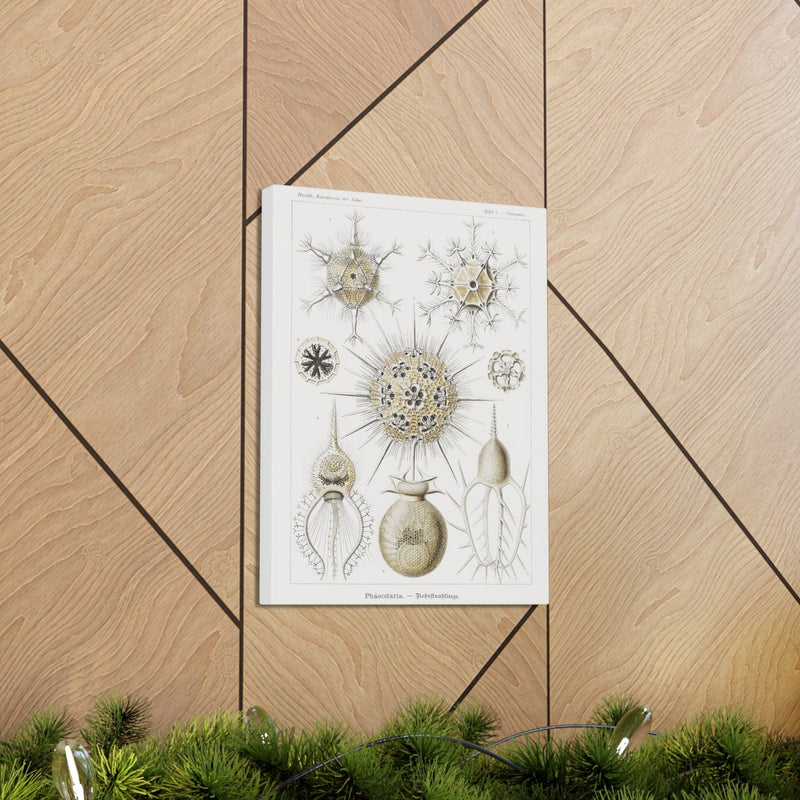 "phaeodaria rohrstrahlinge" By Ernst Haeckel Canvas Gallery Wraps-Canvas-Printify-PaxtonGate