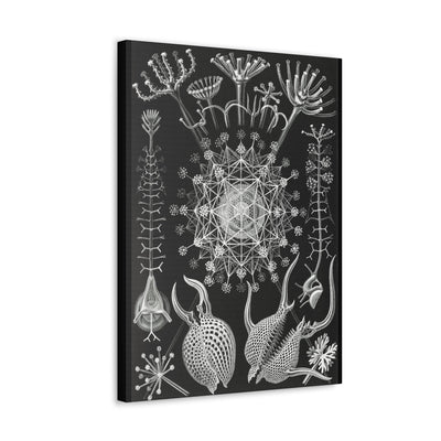 "Phaeodaria Rohrstrahlinge" By Ernst Haeckel Canvas Gallery Wraps-Canvas-Printify-PaxtonGate