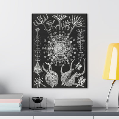 "Phaeodaria Rohrstrahlinge" By Ernst Haeckel Canvas Gallery Wraps-Canvas-Printify-PaxtonGate