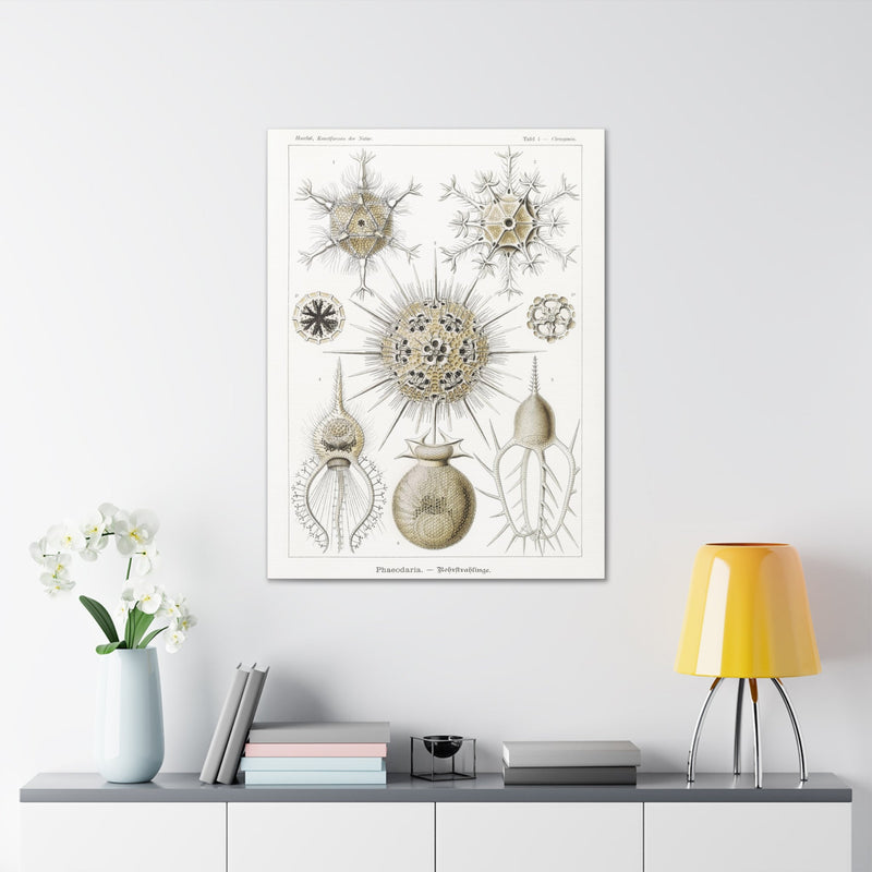 "phaeodaria rohrstrahlinge" By Ernst Haeckel Canvas Gallery Wraps-Canvas-Printify-PaxtonGate