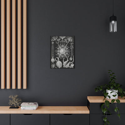 "Phaeodaria Rohrstrahlinge" By Ernst Haeckel Canvas Gallery Wraps-Canvas-Printify-PaxtonGate