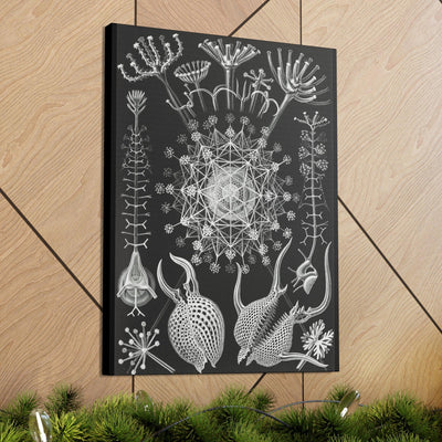 "Phaeodaria Rohrstrahlinge" By Ernst Haeckel Canvas Gallery Wraps-Canvas-Printify-PaxtonGate