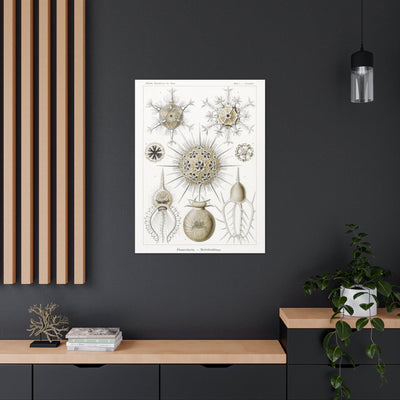 "phaeodaria rohrstrahlinge" By Ernst Haeckel Canvas Gallery Wraps-Canvas-Printify-PaxtonGate