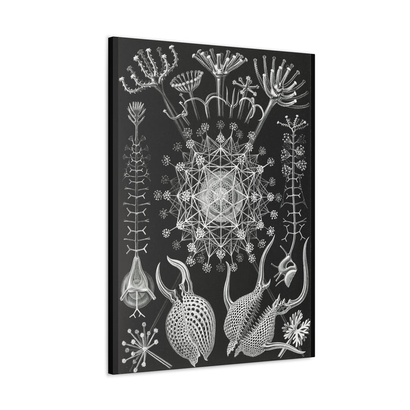 "Phaeodaria Rohrstrahlinge" By Ernst Haeckel Canvas Gallery Wraps-Canvas-Printify-PaxtonGate