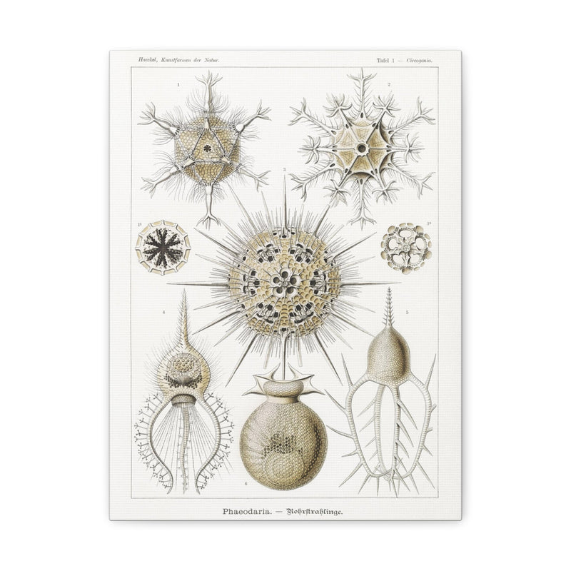 "phaeodaria rohrstrahlinge" By Ernst Haeckel Canvas Gallery Wraps-Canvas-Printify-PaxtonGate