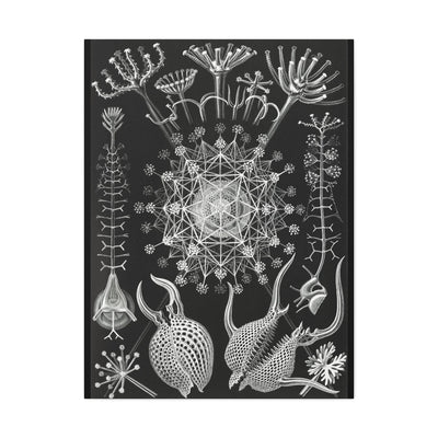 "Phaeodaria Rohrstrahlinge" By Ernst Haeckel Canvas Gallery Wraps-Canvas-Printify-PaxtonGate