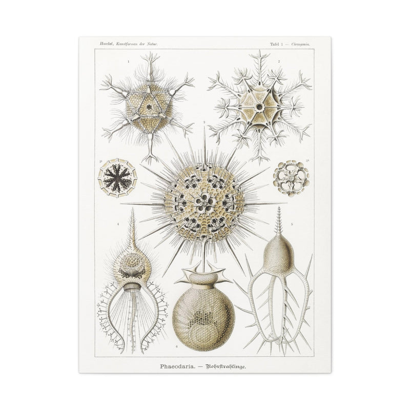 "phaeodaria rohrstrahlinge" By Ernst Haeckel Canvas Gallery Wraps-Canvas-Printify-PaxtonGate