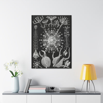 "Phaeodaria Rohrstrahlinge" By Ernst Haeckel Canvas Gallery Wraps-Canvas-Printify-PaxtonGate