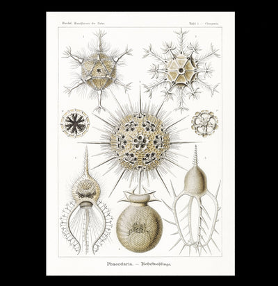 "Phaeodaria Rohrstrahlinge" By Ernst Haeckel Canvas Print-Canvas-Printify-PaxtonGate