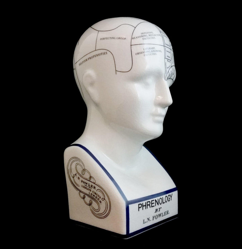 Phrenology Head - Paxton Gate