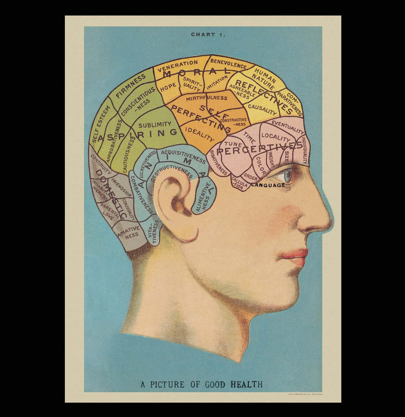 Phrenology Poster Wrap - Paxton Gate