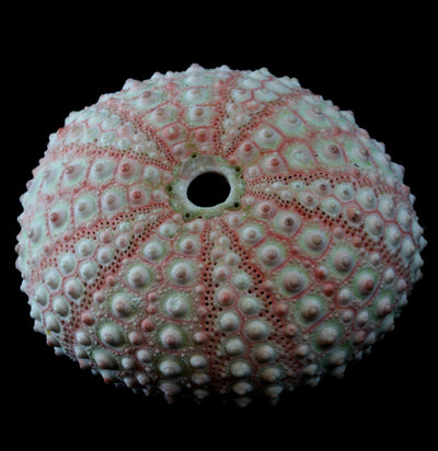 Pink Sea Urchin - Paxton Gate