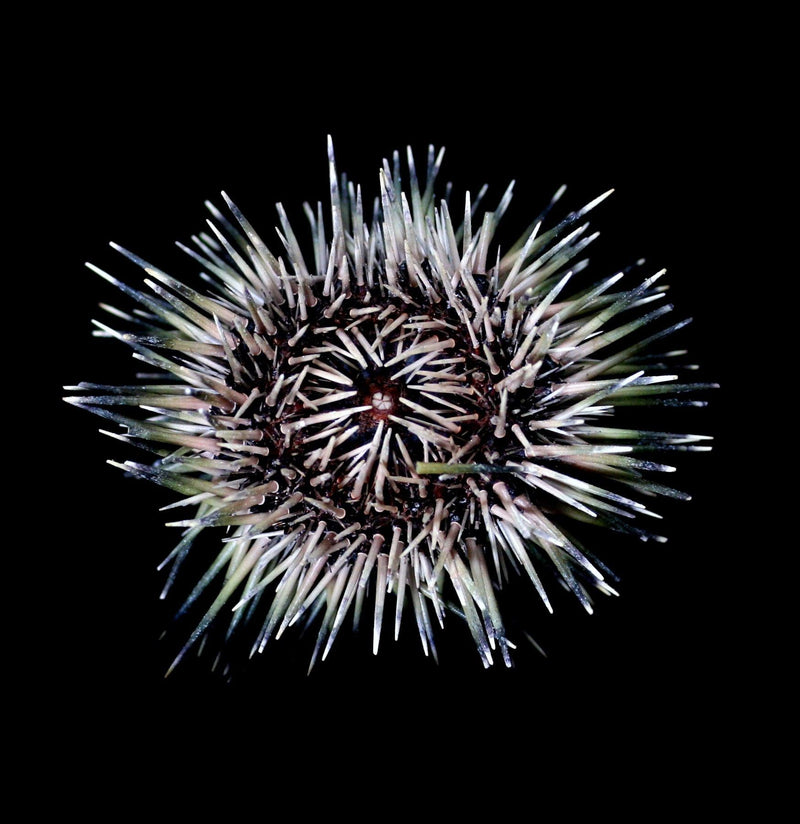 Pink Sea Urchin with Spines - Paxton Gate