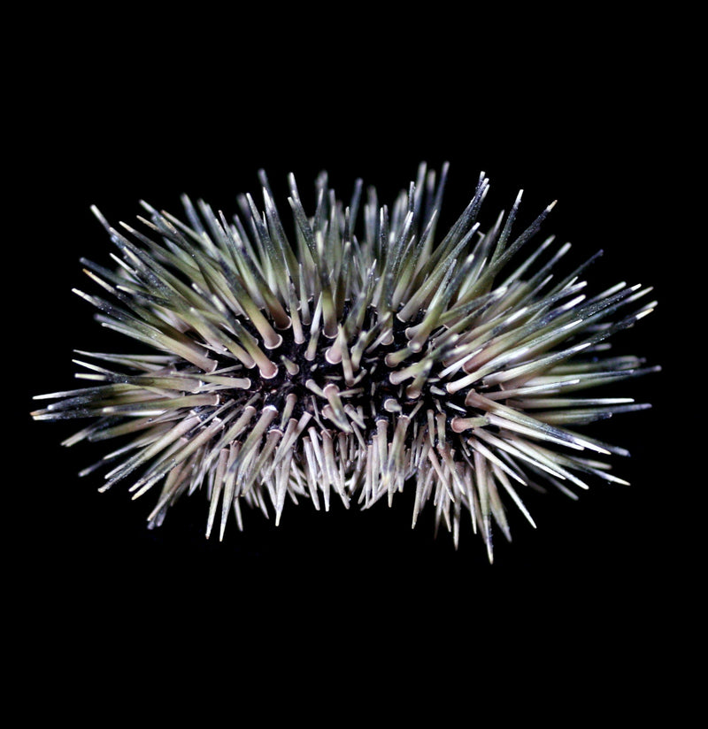 Pink Sea Urchin with Spines - Paxton Gate