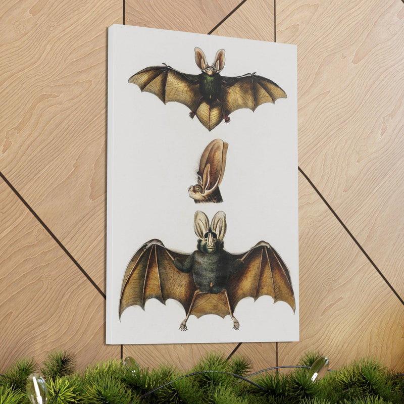 Plecotus Bat Illustrated By Charles Dessalines Canvas Gallery Wraps-Canvas-Printify-PaxtonGate