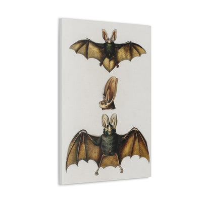 Plecotus Bat Illustrated By Charles Dessalines Canvas Gallery Wraps-Canvas-Printify-PaxtonGate