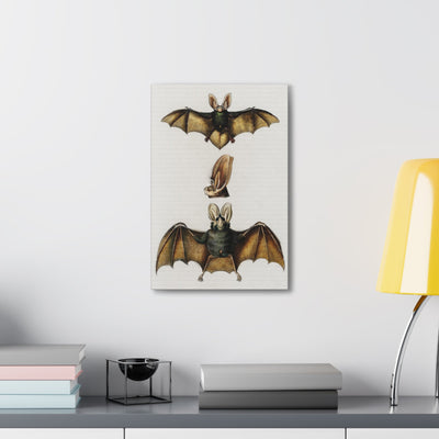 Plecotus Bat Illustrated By Charles Dessalines Canvas Gallery Wraps-Canvas-Printify-PaxtonGate