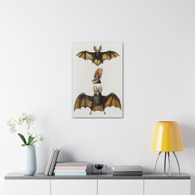 Plecotus Bat Illustrated By Charles Dessalines Canvas Gallery Wraps-Canvas-Printify-PaxtonGate