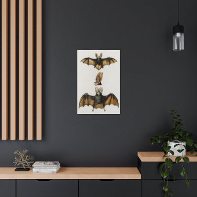 Plecotus Bat Illustrated By Charles Dessalines Canvas Gallery Wraps-Canvas-Printify-PaxtonGate