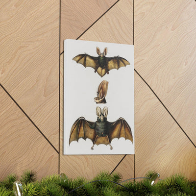 Plecotus Bat Illustrated By Charles Dessalines Canvas Gallery Wraps-Canvas-Printify-PaxtonGate