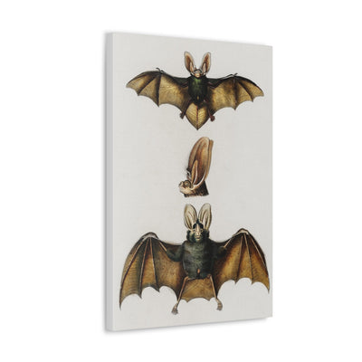 Plecotus Bat Illustrated By Charles Dessalines Canvas Gallery Wraps-Canvas-Printify-PaxtonGate