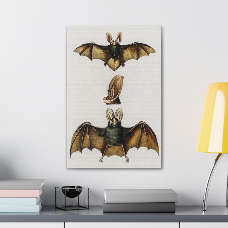 Plecotus Bat Illustrated By Charles Dessalines Canvas Gallery Wraps-Canvas-Printify-PaxtonGate