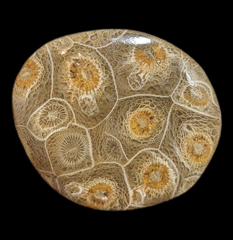 Polished Fossil Devonian Coral Head-Fossils-Moussa-PaxtonGate