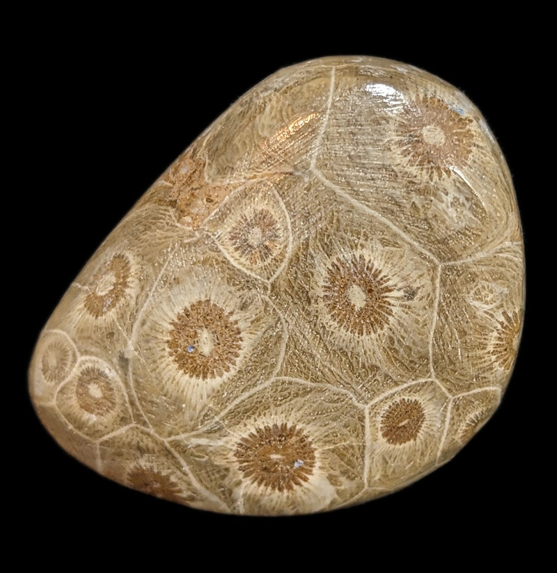 Polished Fossil Devonian Coral Head-Fossils-Moussa-PaxtonGate