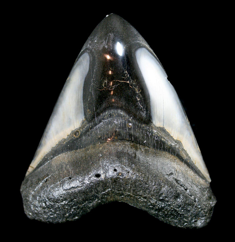 Polished Megalodon Tooth Specimen 