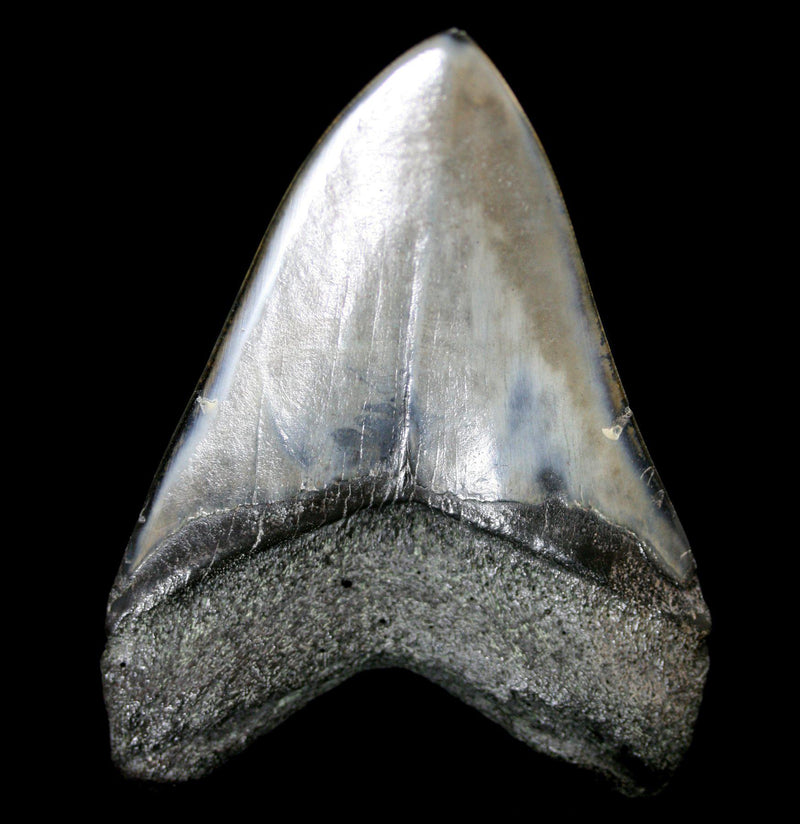 Polished Megalodon Tooth Specimen 