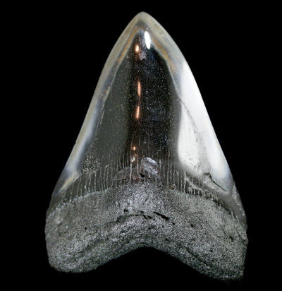 Polished Megalodon Tooth Specimen #20 - Paxton Gate