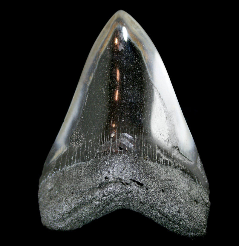 Polished Megalodon Tooth Specimen 