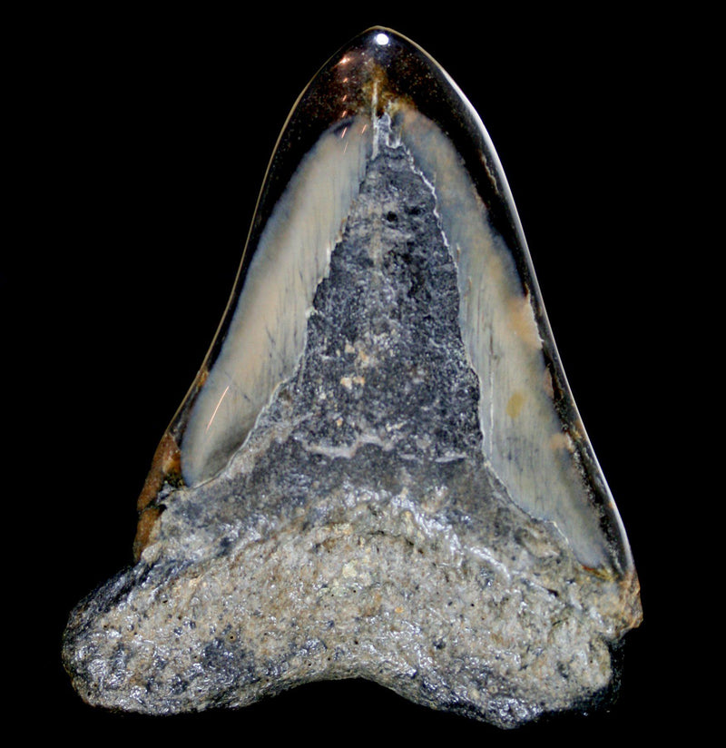 Polished Megalodon Tooth Specimen 