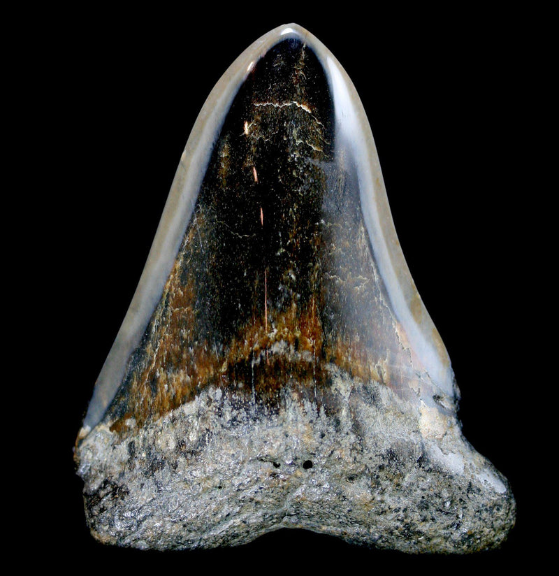 Polished Megalodon Tooth Specimen 