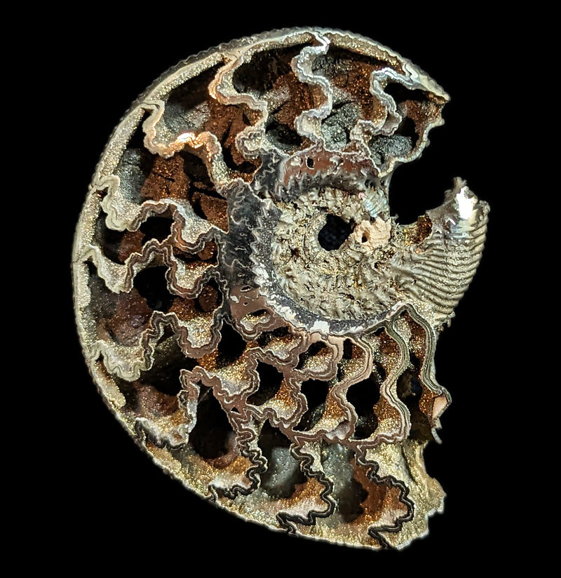 Pyritized Ammonite-Fossils-Geonica, Inc.-PaxtonGate