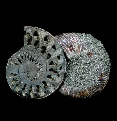 Pyritized Ammonite - Paxton Gate