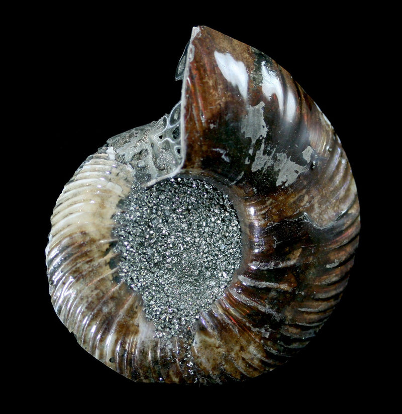 Pyritized Ammonite - Paxton Gate