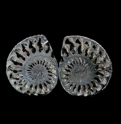 Pyritized Ammonite - Paxton Gate