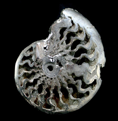 Pyritized Ammonite - Paxton Gate