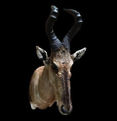 Red Hartebeest Taxidermy Mount - Paxton Gate