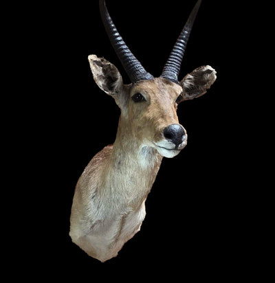 Reedbuck Taxidermy Mount - Paxton Gate