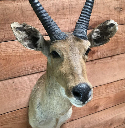 Reedbuck Taxidermy Mount - Paxton Gate