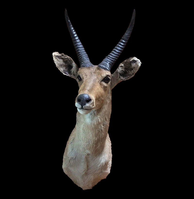 Reedbuck Taxidermy Mount - Paxton Gate