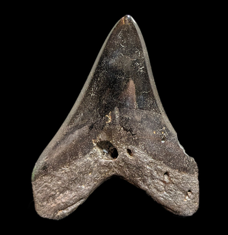 Megalodon Tooth Specimen 