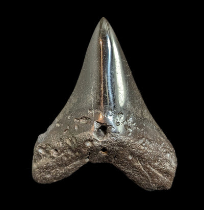 Megalodon Tooth Specimen #47-Fossils-JT Shark Teeth Co-PaxtonGate