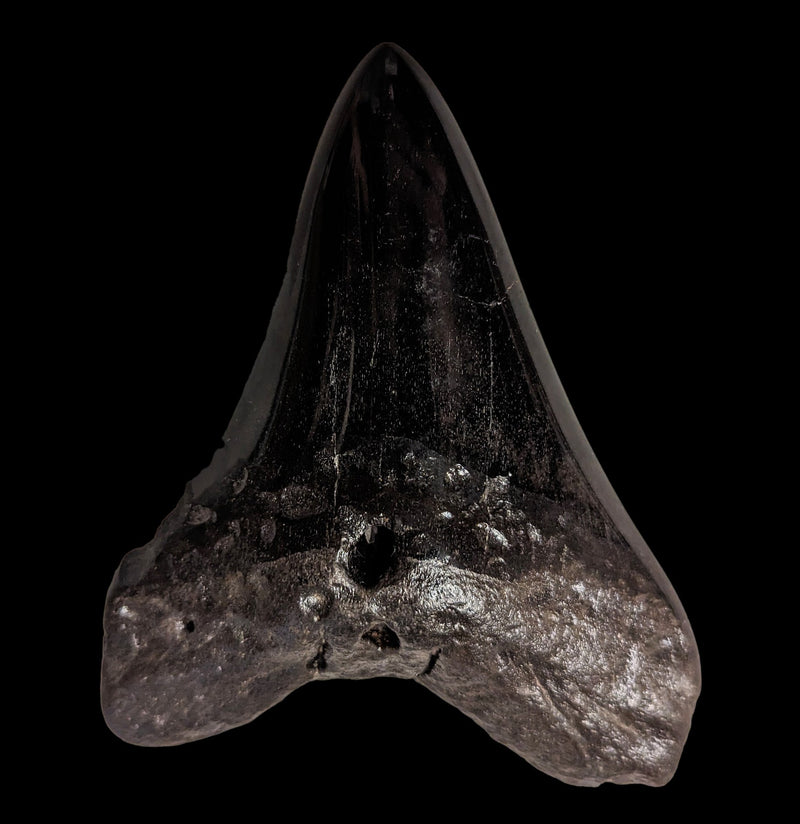 Megalodon Tooth Specimen 